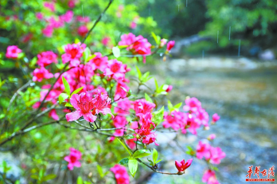 湖南：生物多样 我们守护