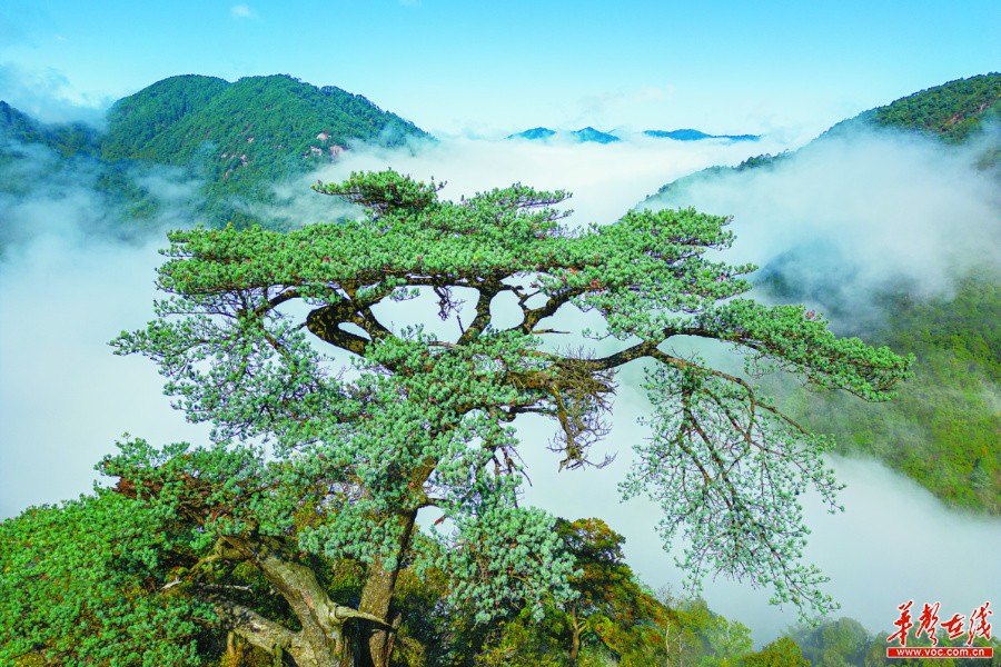 湖南：生物多样 我们守护