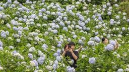 重庆巴南：绣球花开迎客来
