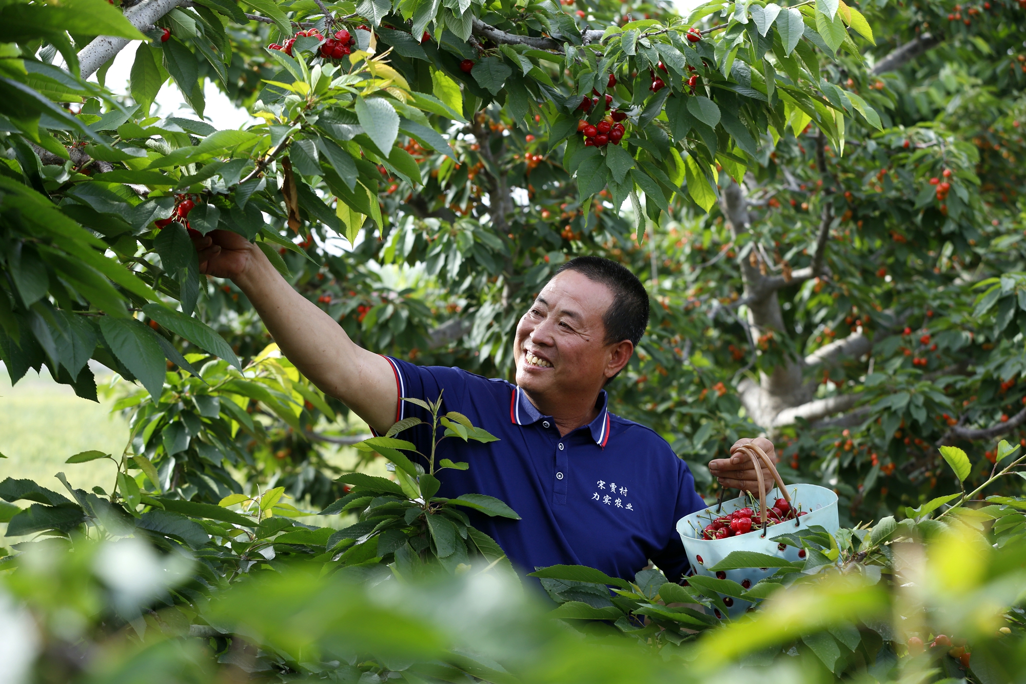 图片默认标题_fororder_果农在采摘樱桃 摄影 田素然