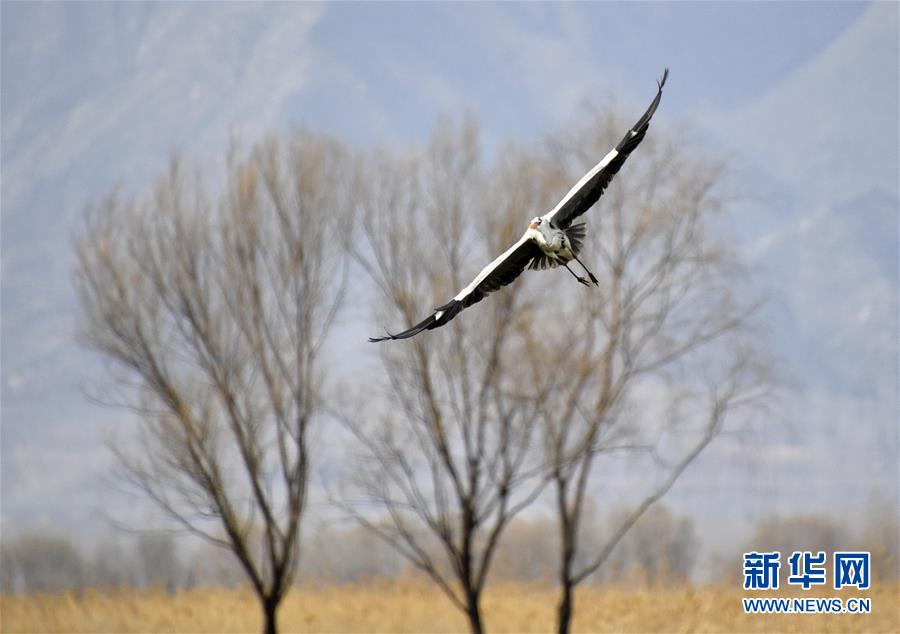 候鸟翱翔北京野鸭湖