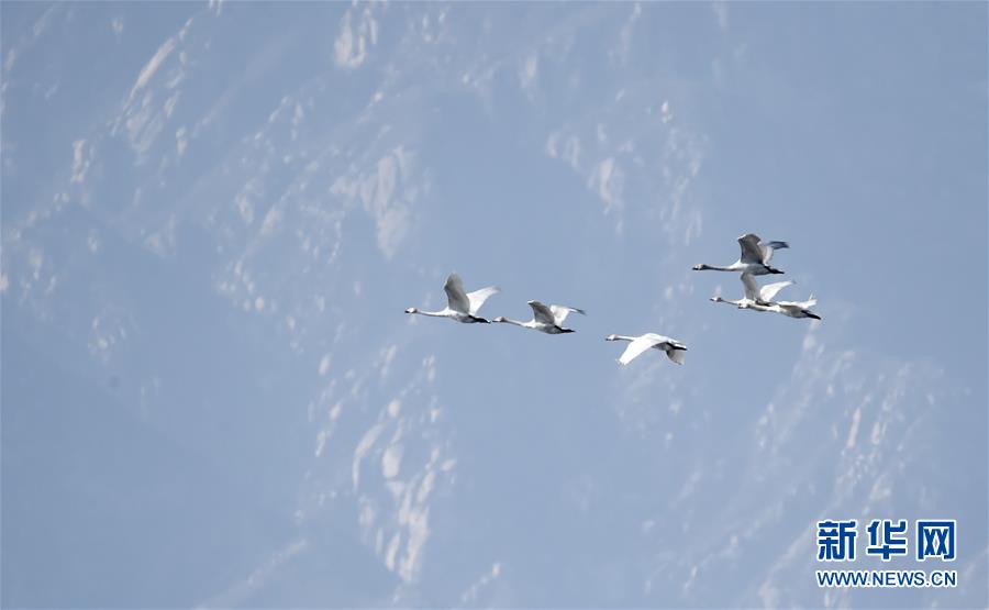 候鳥翱翔北京野鴨湖
