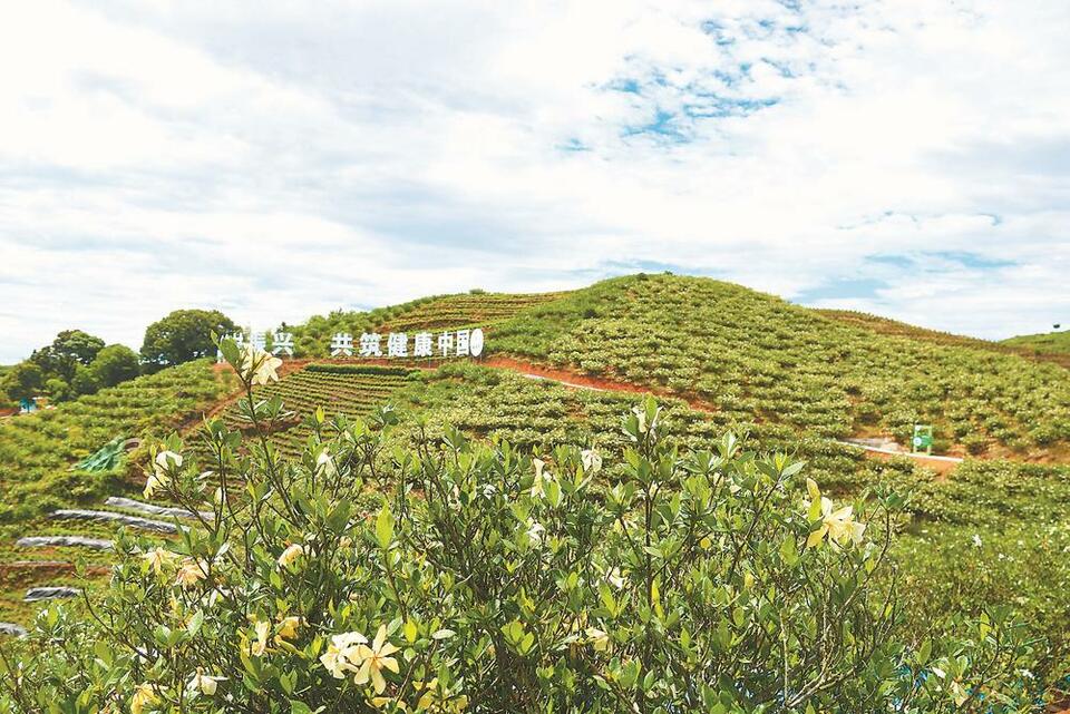 福鼎积极推动栀子产业高质量发展：栀子花开产业兴_fororder_9d93fd2a-3e42-4c4b-a2b3-6fc824c09e6d