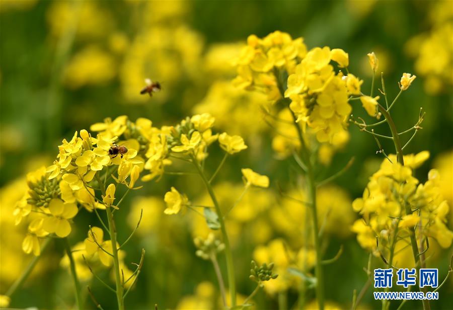 河南：蜂勤春來到