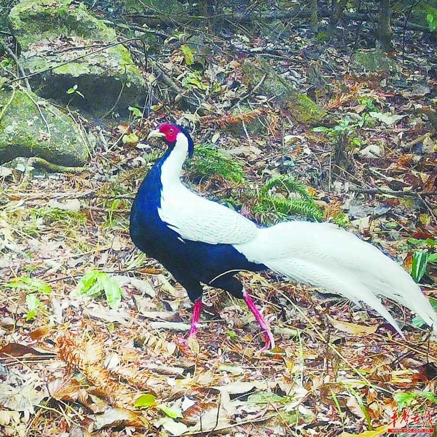 湖南：生物多样 我们守护