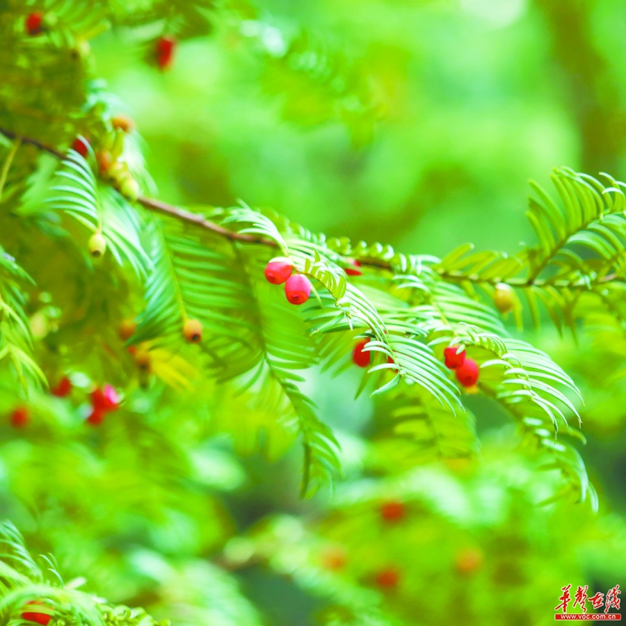 湖南：生物多样 我们守护