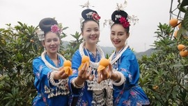 貴州臺江：發展枇杷“金果果”助力鄉村振興