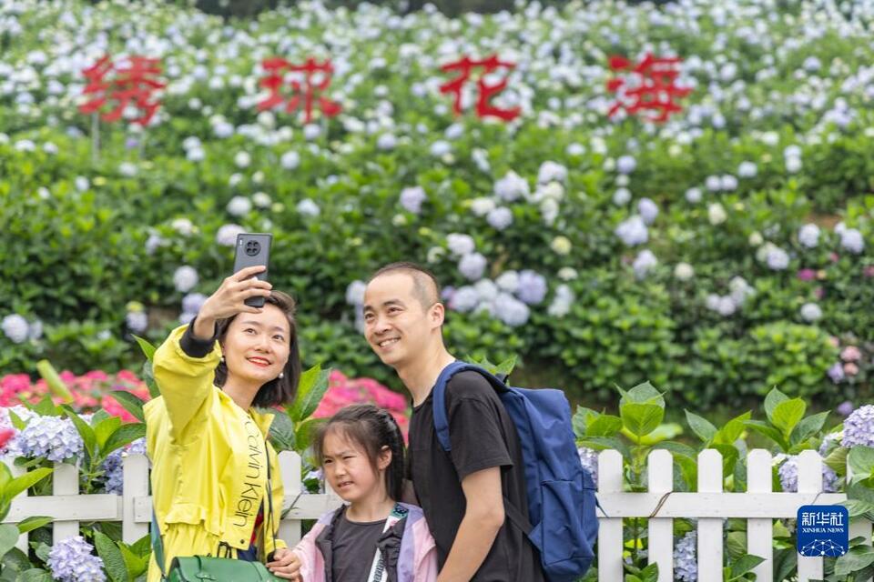 重慶巴南：繡球花開迎客來
