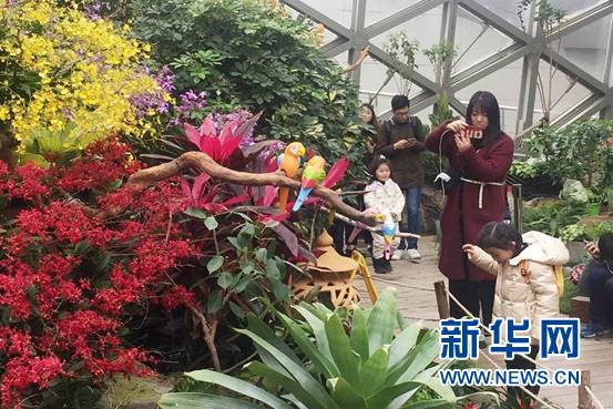 “襁褓嬰兒”等珍稀蘭花漂洋過海 2018上海國際蘭展週五開幕