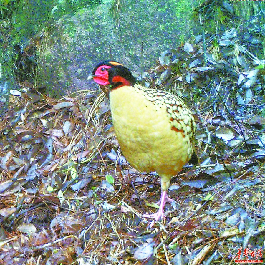 湖南：生物多样 我们守护