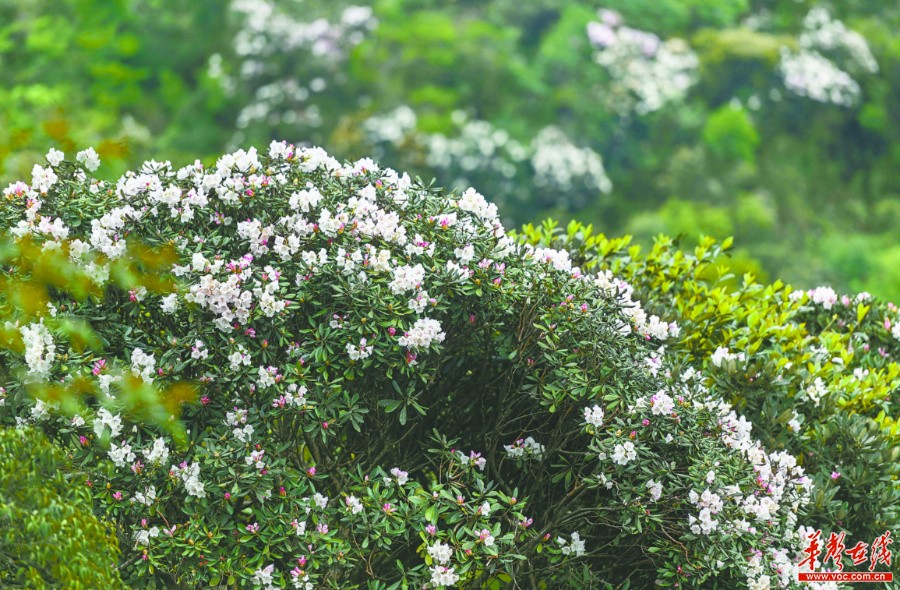 湖南：生物多样 我们守护