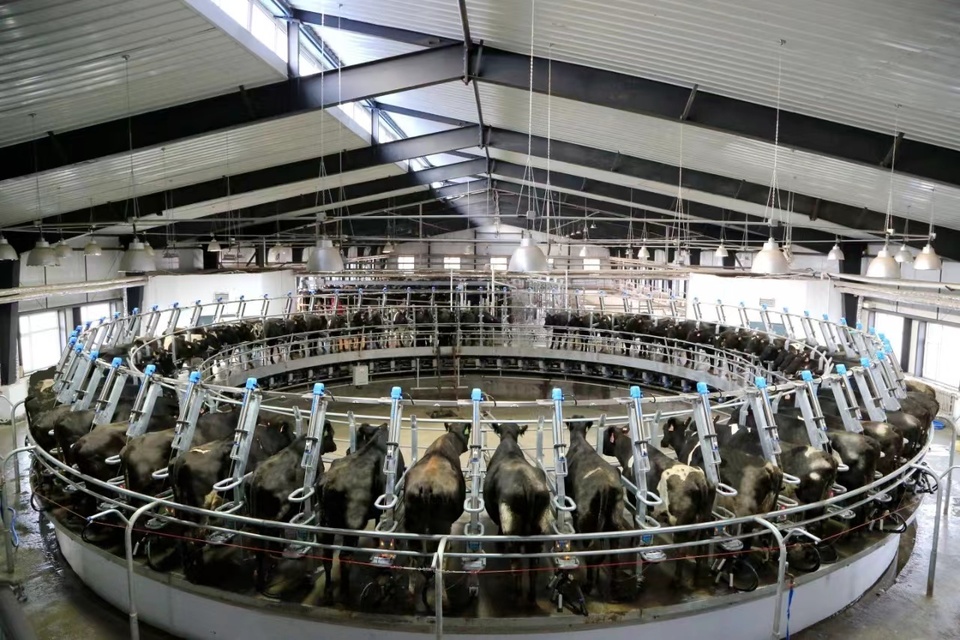 协同奔赴新征程 ——北大荒集团牡丹江分公司推进“二次创业”工作纪实_fororder_发展奶牛产业，打造“中国奶仓”