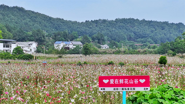 成都金堂蜀葵花文化旅游节启幕_fororder_蜀葵基地-供图-金堂县委宣传部