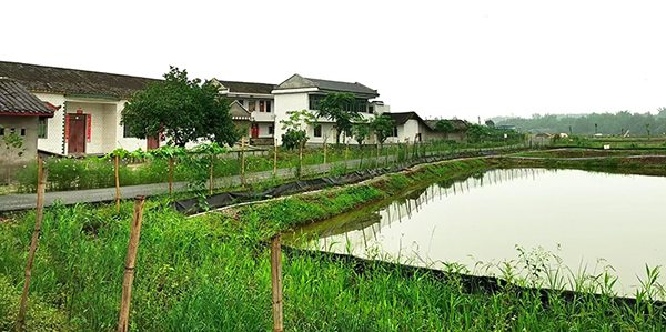 （张）自贡市沿滩区沿滩镇詹井村全力以赴创建全国文明村_fororder_2沿滩镇詹井村
