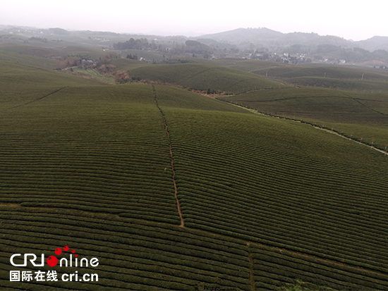 贵州省茶办:700万亩茶园欢迎全国网友监督 贵州省茶办:700万亩茶园欢迎全国网友监督