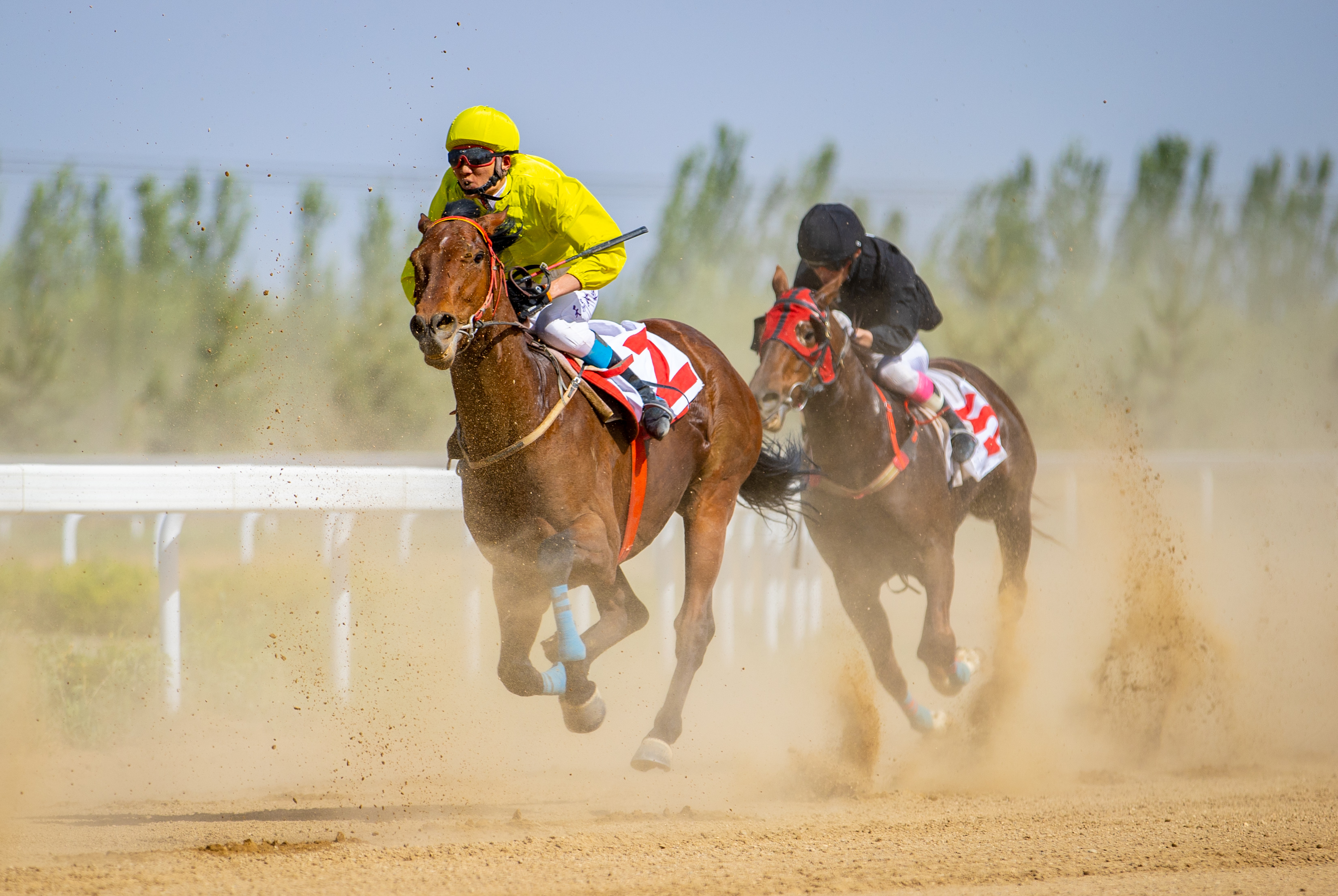 馬背上的“速度與激情”_fororder_2——2023年5月21日，選手在進口4歲及以上純血馬1550米速度賽馬比賽中角逐。   20230521-A01I3344