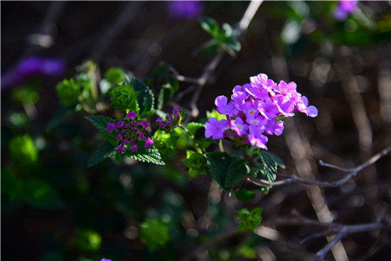 【高清图1】【滚动新闻】春分十里 踏春正当时