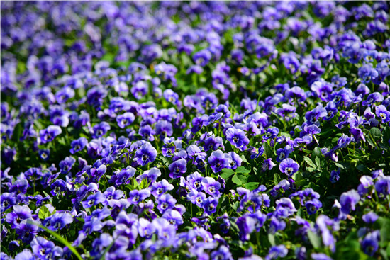 【高清图1】【滚动新闻】春分十里 踏春正当时