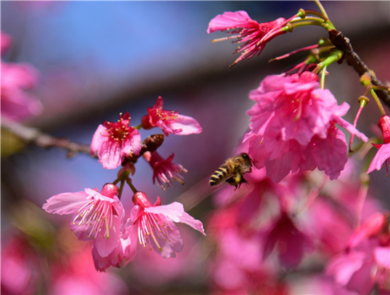 【高清图1】【滚动新闻】春分十里 踏春正当时