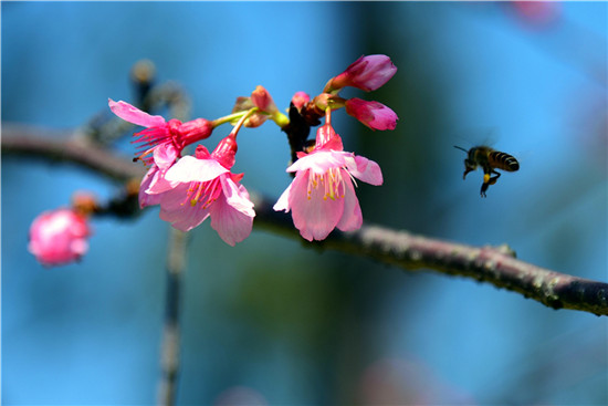 【高清图1】【滚动新闻】春分十里 踏春正当时