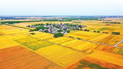 2023年“三夏”河南省这样干