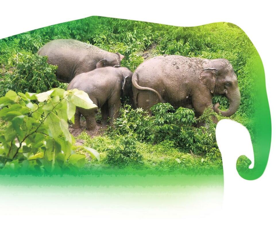 “象”往普洱 共享生態家園_fororder_fe2c