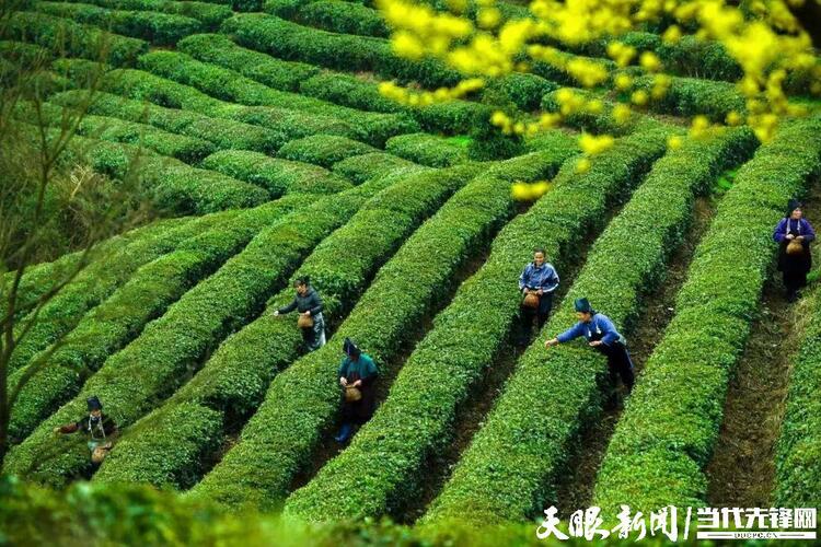 貴州丹寨：認領一畝“智慧茶園” 宅家也能種“春天”
