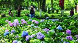 绣球玉簪园 花压枝头低