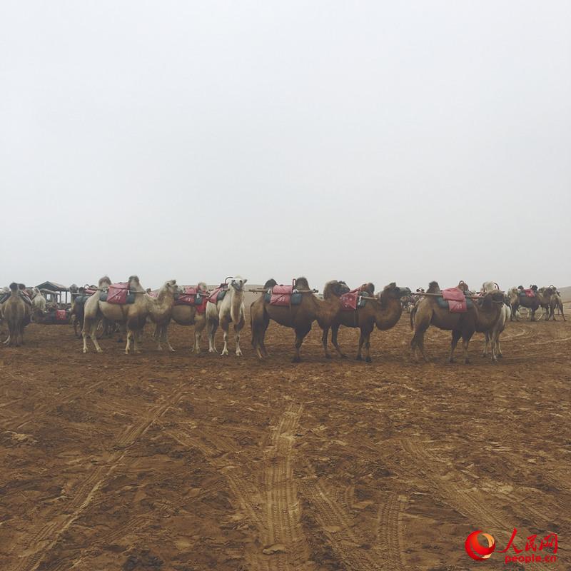 全域旅遊看中國 “沙漠水城”寧夏中衛如何“串珠成鏈”
