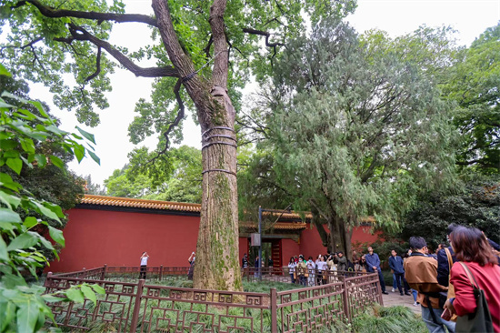 手機上守護身邊古樹：南京啟動“古樹名木保護公益支持項目”_fororder_圖片3