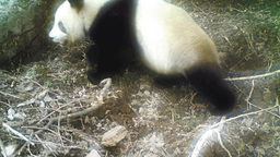 野生大熊猫首次现身周至保护区108国道东侧