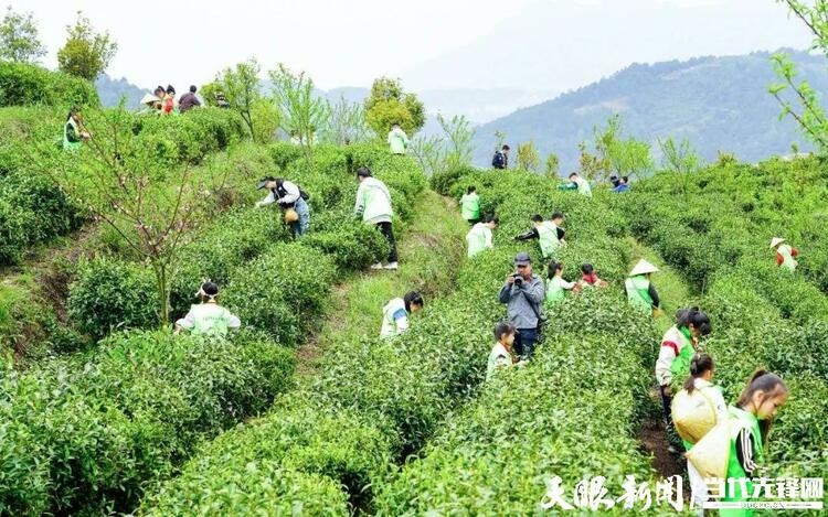 貴州丹寨：認領一畝“智慧茶園” 宅家也能種“春天”