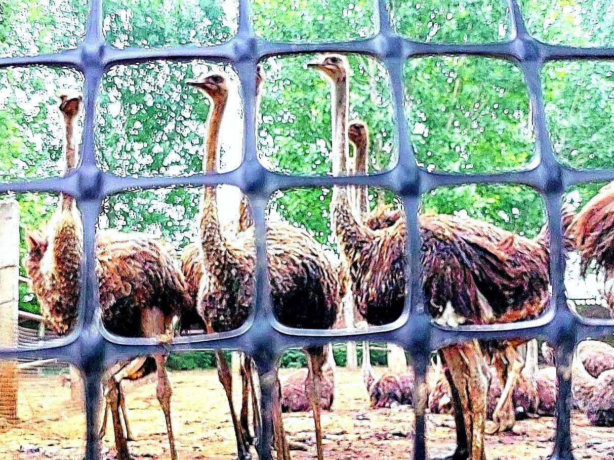 图片默认标题_fororder_1