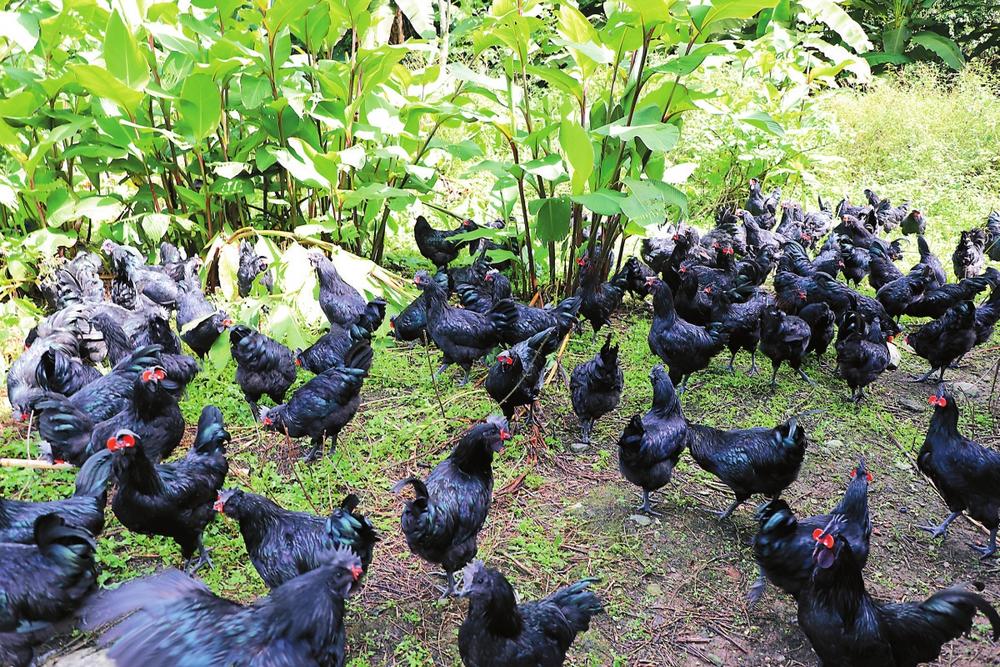 昭通盐津：乌骨鸡走俏市场_fororder_ff2