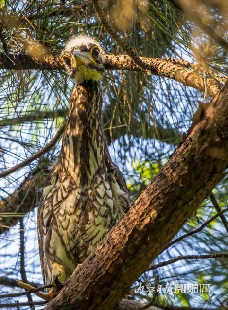 （轉載）“世界上最神秘的鳥”被放歸威遠縣石板河景區親鳥築巢地