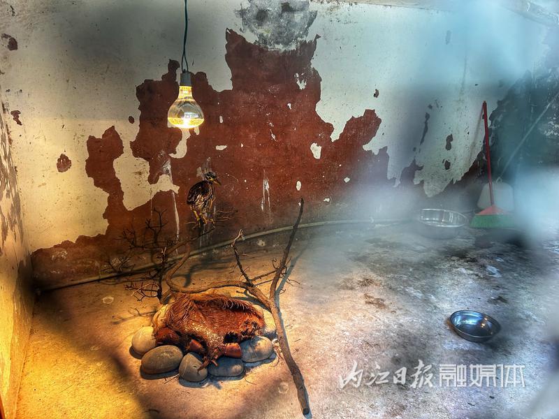 （转载）“世界上最神秘的鸟”被放归威远县石板河景区亲鸟筑巢地