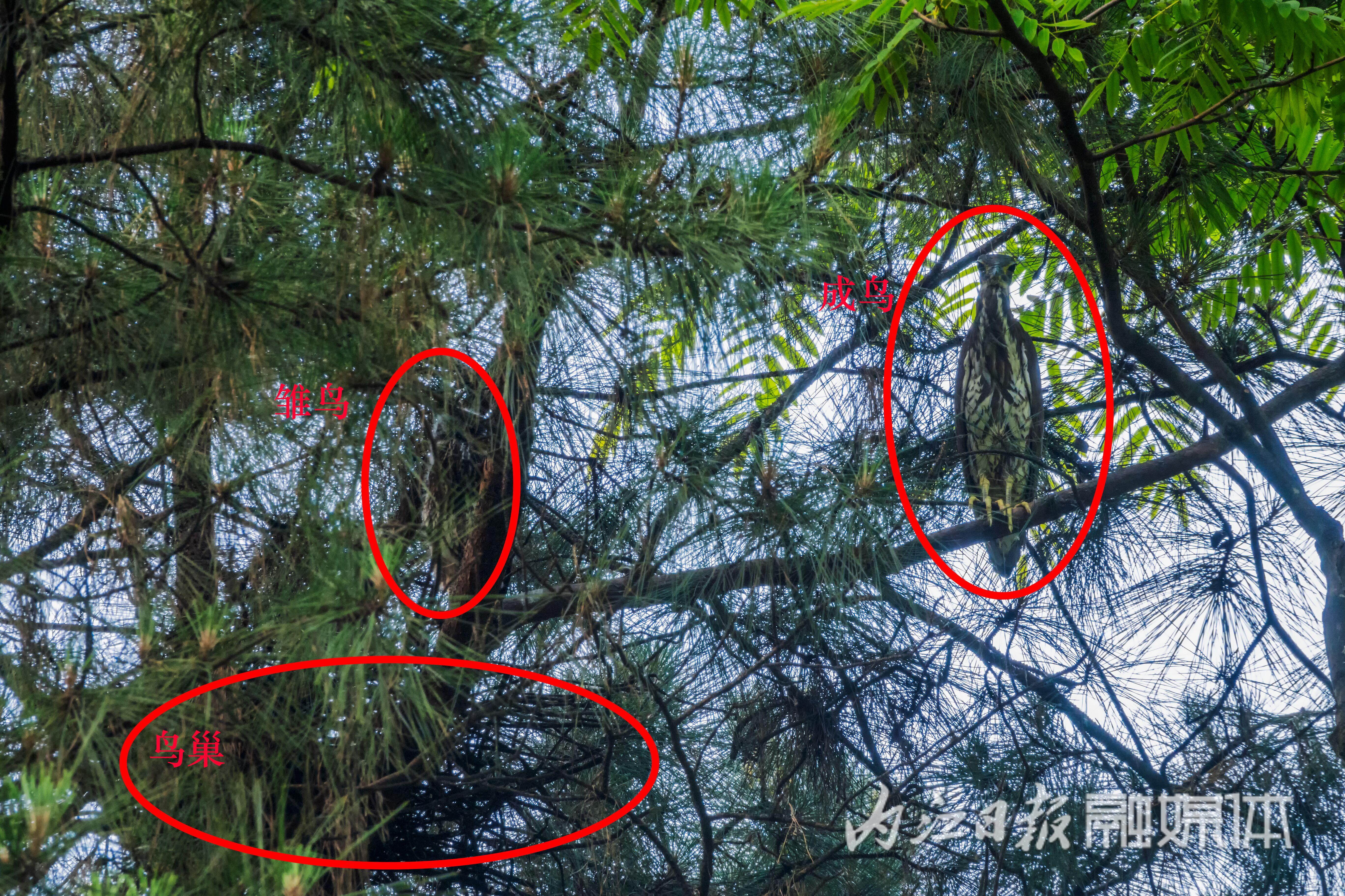 （转载）“世界上最神秘的鸟”被放归威远县石板河景区亲鸟筑巢地