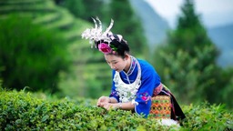 贵州丹寨：认领一亩“智慧茶园” 宅家也能种“春天”
