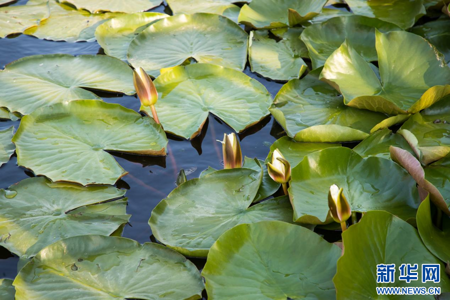 图片默认标题_fororder_3