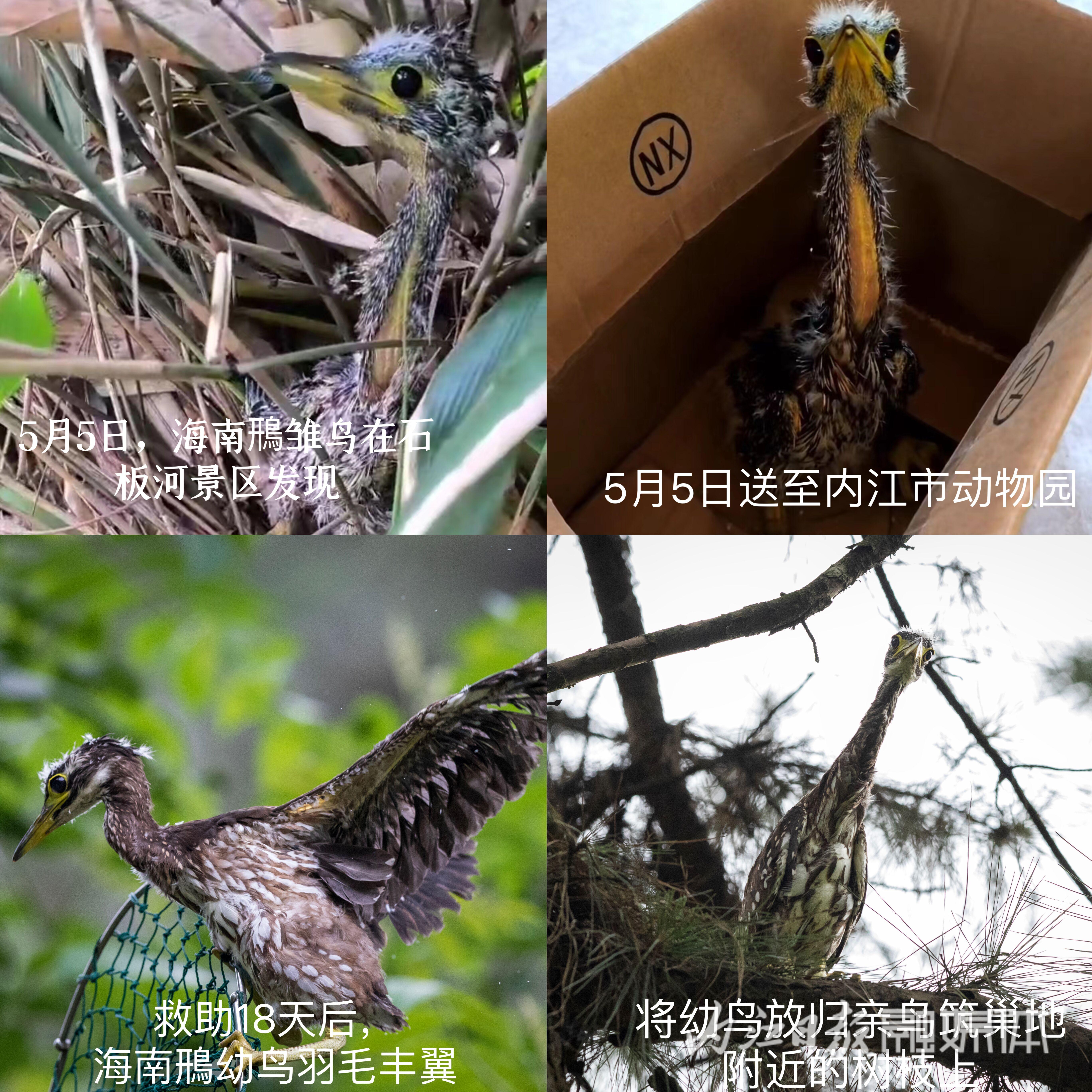 （转载）“世界上最神秘的鸟”被放归威远县石板河景区亲鸟筑巢地