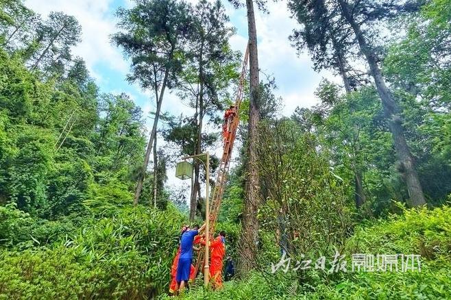 （轉載）“世界上最神秘的鳥”被放歸威遠縣石板河景區親鳥築巢地