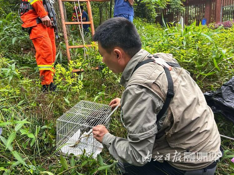 （转载）“世界上最神秘的鸟”被放归威远县石板河景区亲鸟筑巢地