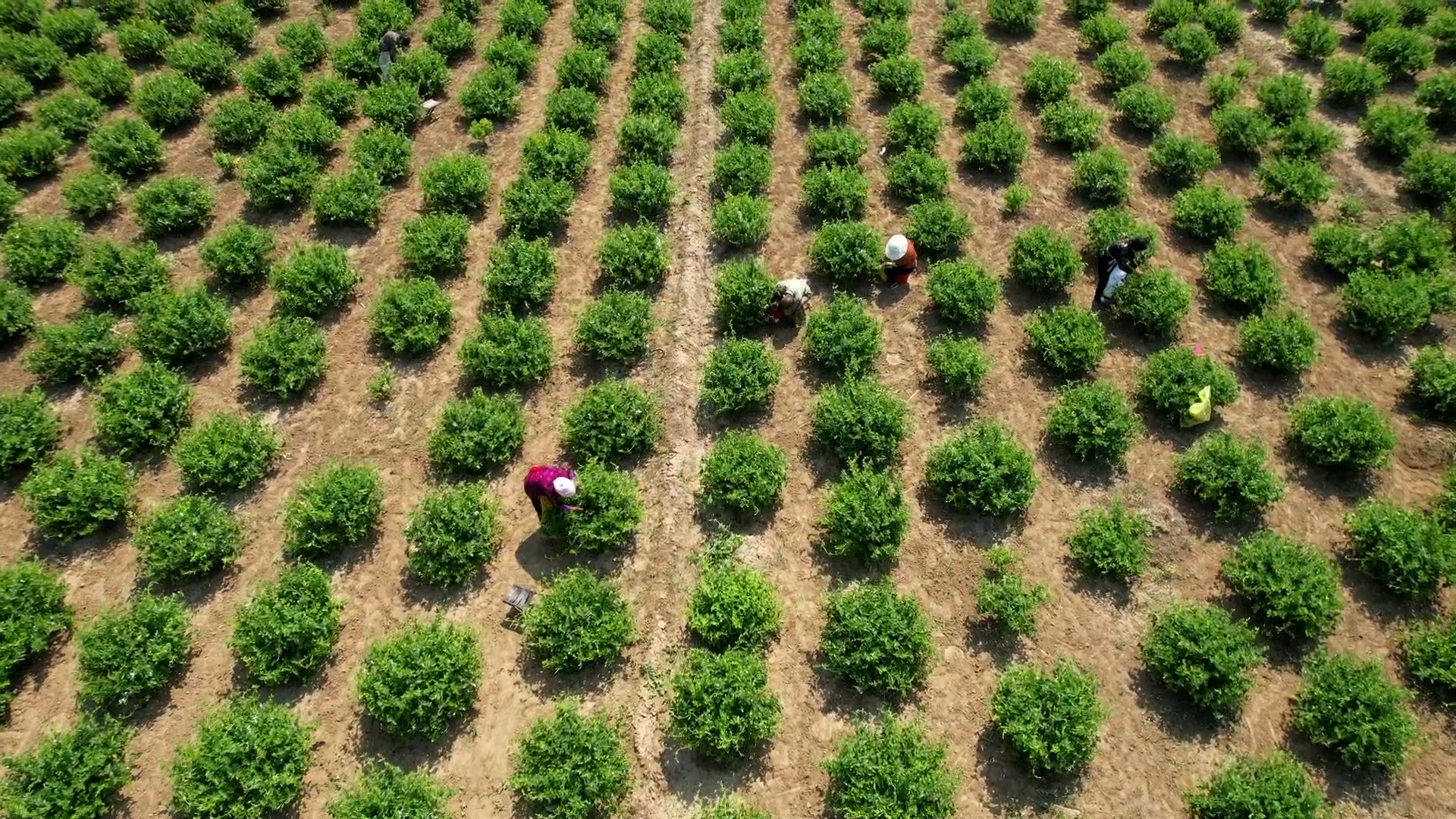 图片默认标题_fororder_1