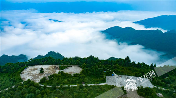 百家融媒重庆行走进彭水阿依林海探访大山深处的红豆杉王国