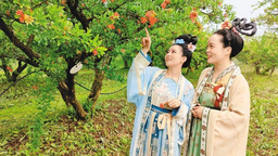 榴花似火 “看见”临潼 第七届临潼区石榴花节开幕