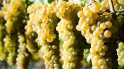 宁夏酿酒葡萄种植面积达58.3万亩