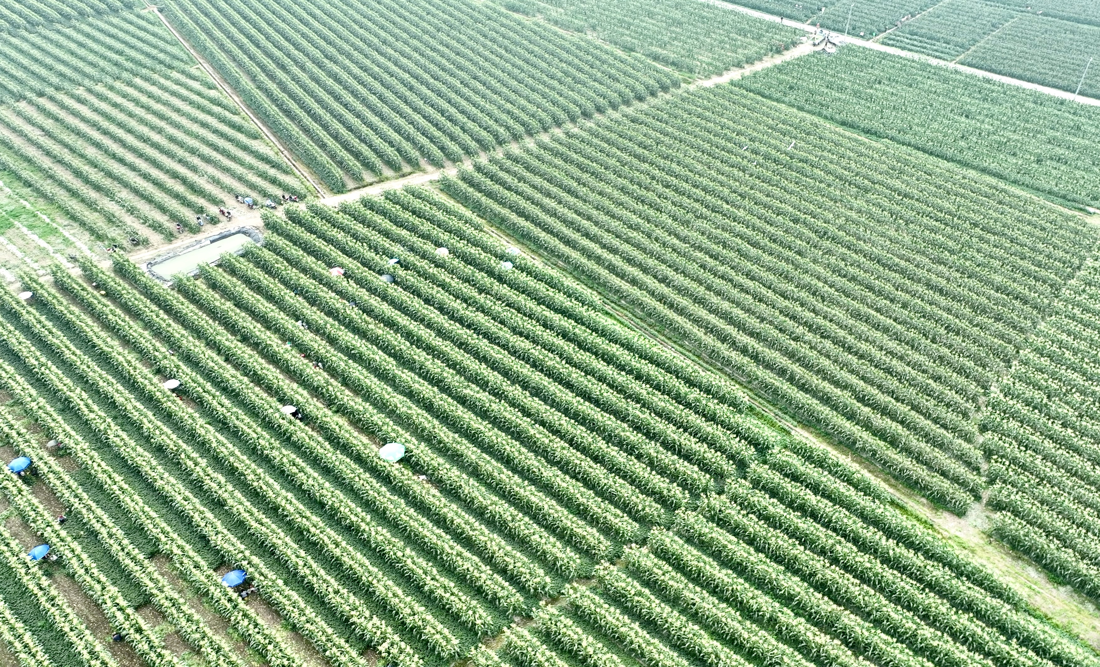 （张）眉山青神：套种玉米首季收获 亩产上千斤_fororder_青神大豆玉米带状复合种植基地里 供图 青神县委宣传部