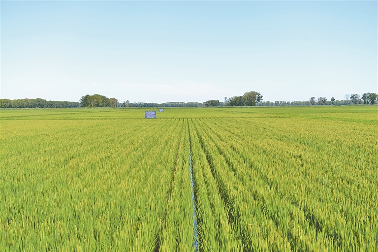 解开北大荒黑土优品密码_fororder_d96416c3-dd2a-4309-b913-7512663ca1a8