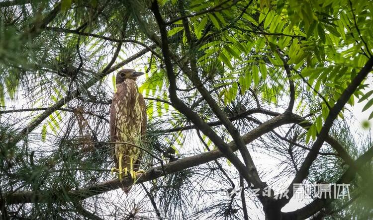 （轉載）“世界上最神秘的鳥”被放歸威遠縣石板河景區親鳥築巢地