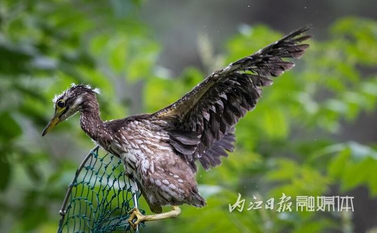 （转载）“世界上最神秘的鸟”被放归威远县石板河景区亲鸟筑巢地